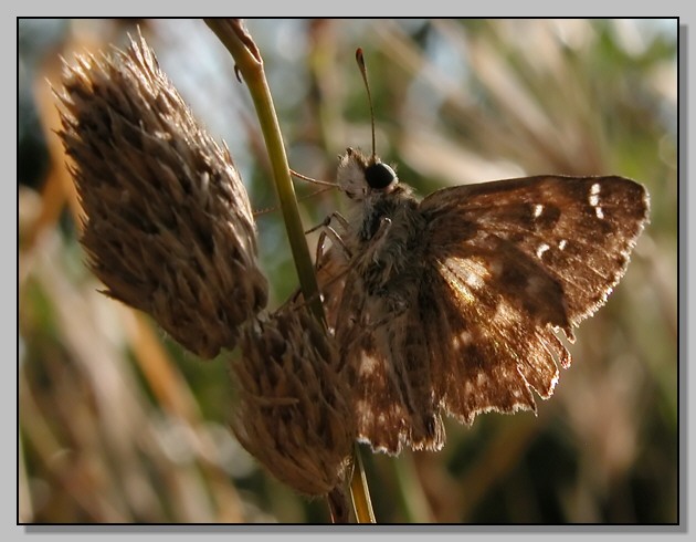 Carcharodus alceae